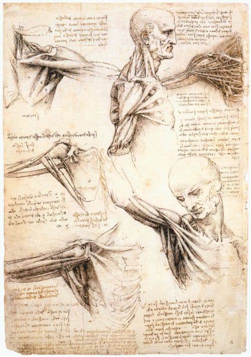 Da Vinci Anatomical Studies Of The Shoulder canvas print