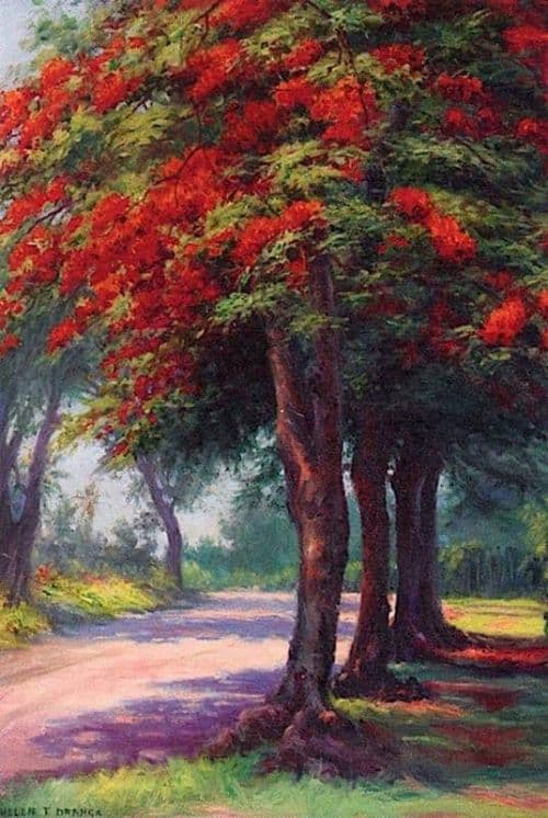 Helen Thomas Dranga Jacaranda Tree canvas print
