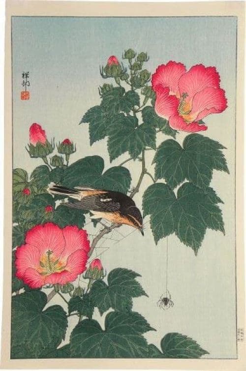 Ohara Koson Fly-catcher On Rose Mallow Watching Spider C.1932 canvas print