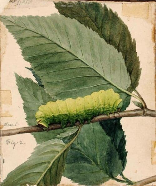 Thayer Abbott Handerson Lunar Caterpillar B 1909 canvas print