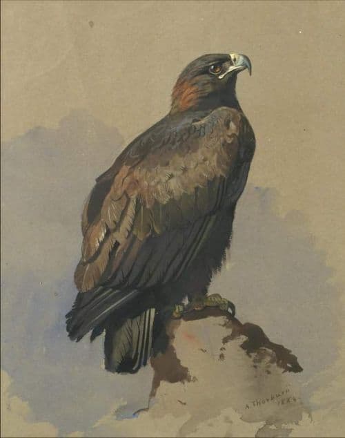 Thorburn Archibald Golden Eagle 1884 canvas print