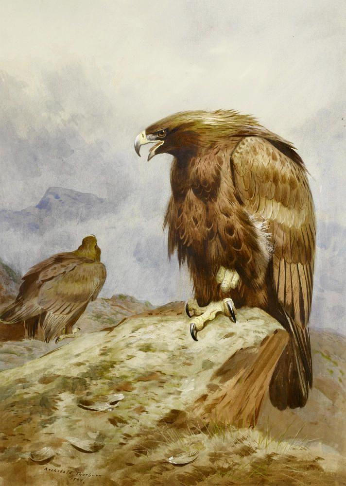 Thorburn Archibald A Pair Of Golden Eagles canvas print