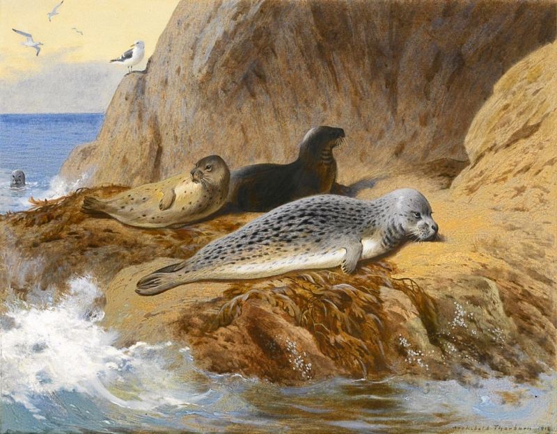 Thorburn Archibald Grey And Harbour Seals At Rest canvas print