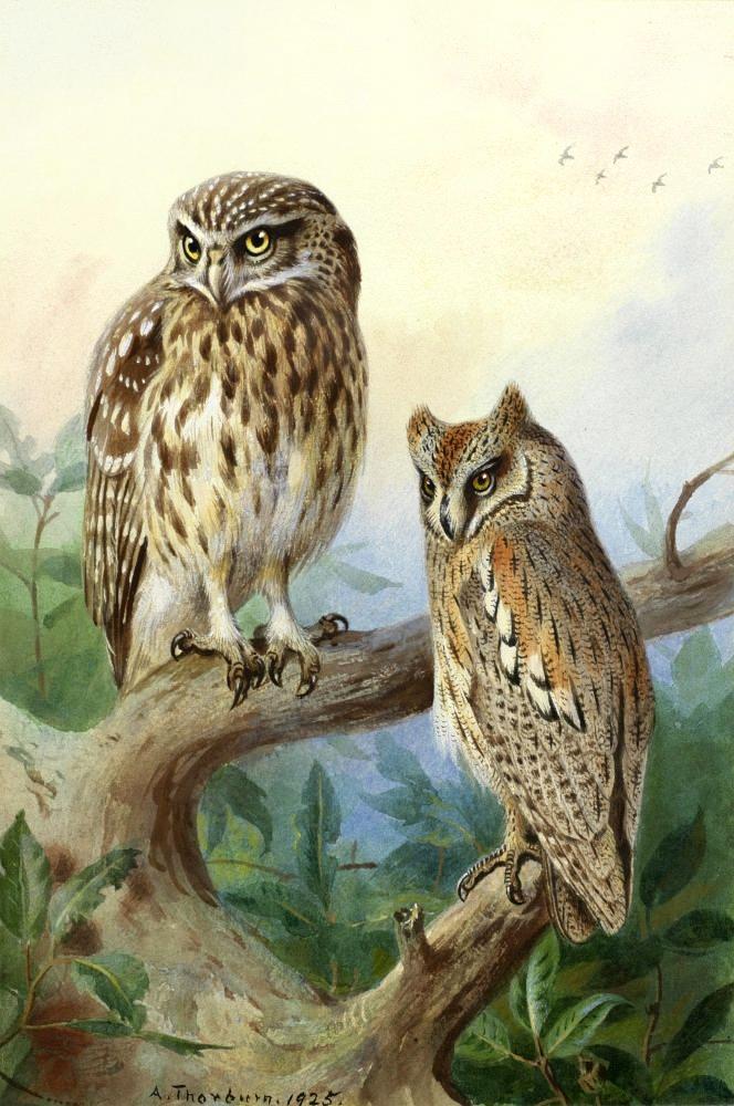 Thorburn Archibald Little Owl And Scops Owl canvas print