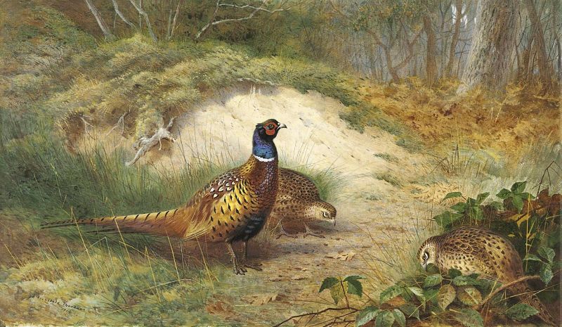 Thorburn Archibald Pheasant In A Late Autumn Woodland Landscape canvas print