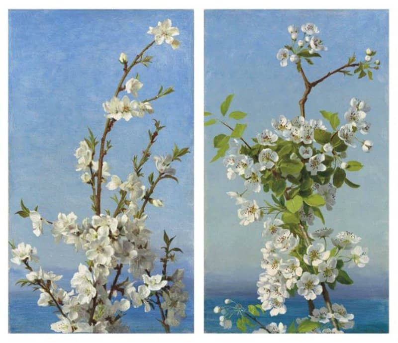 Anderson Sophie Gengembre Two Studies Of Hawthorn Blossom Capri 1872 88 canvas print