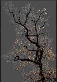 Arman N 17 Dark Trees Series canvas print