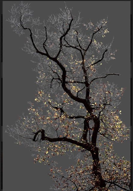 Tableaux sur toile, Reproduktion von Arman N 17 Dark Trees Series
