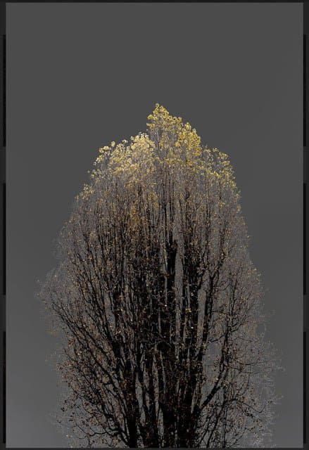 Tableaux sur toile, Arman N 22 Dark Trees 시리즈 재현