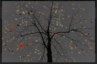 Serie Arman N 24 Dark Trees