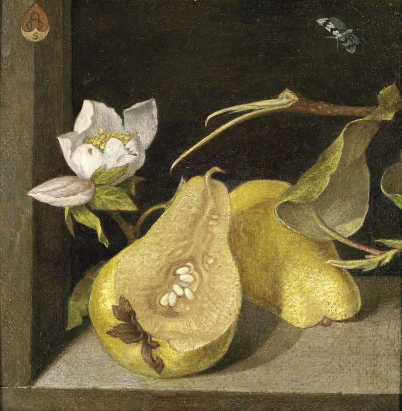 Armfield Maxwell Ashby Quince And Apple Blossom Ca. 1957 canvas print