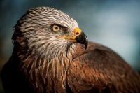 Bald Eagle Close-up