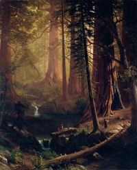 캘리포니아 1874의 비어슈타트 알버트 자이언트 레드우드 나무