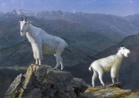 Bierstadt Albert Mountain Goats