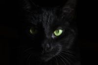 흑백 인쇄에 검은 고양이