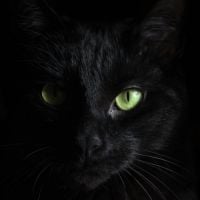 Zwarte kat op zwarte zwart-wit print