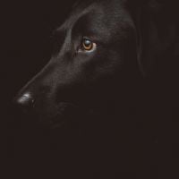 Zwarte hond op zwarte zwart-wit print