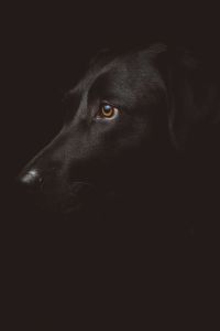 Schwarzer Hund auf schwarzem Schwarzweiss-Druck