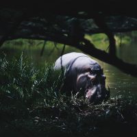 Zwart nijlpaard