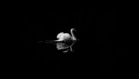 Black Swan Black And White Print