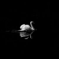 Impresión en blanco y negro de cisne negro