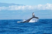 Black Whale Tail