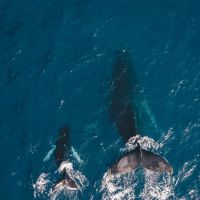 Zwarte walvissen zwemmen