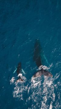 Black Whales Swimming