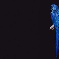 Blauwe papegaai zwart-wit print