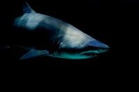 Blue Shark Black And White Print