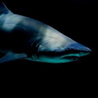 Estampado en blanco y negro de tiburón azul