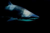 Blauer Hai auf Schwarz