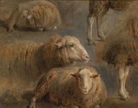 Bonheur Rosa A Study Of Sheep canvas print