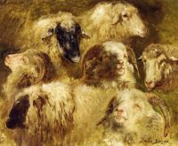 Bonheur Rosa Heads Of Sheep And Rams