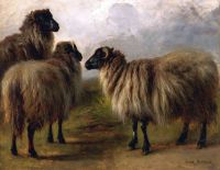 Bonheur Rosa Three Wooley Sheep canvas print