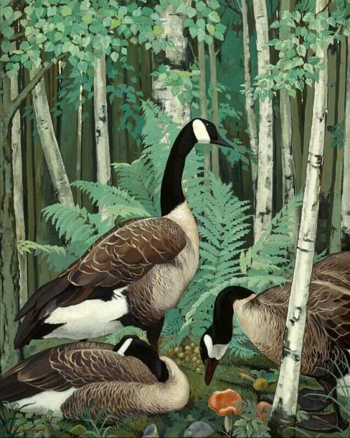 Botke Jessie Arms Wild Geese In A Birch Wood canvas print