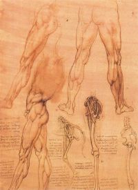 Da Vinci-Studien über die Beine des Menschen und das Bein eines Pferdes auf Leinwand
