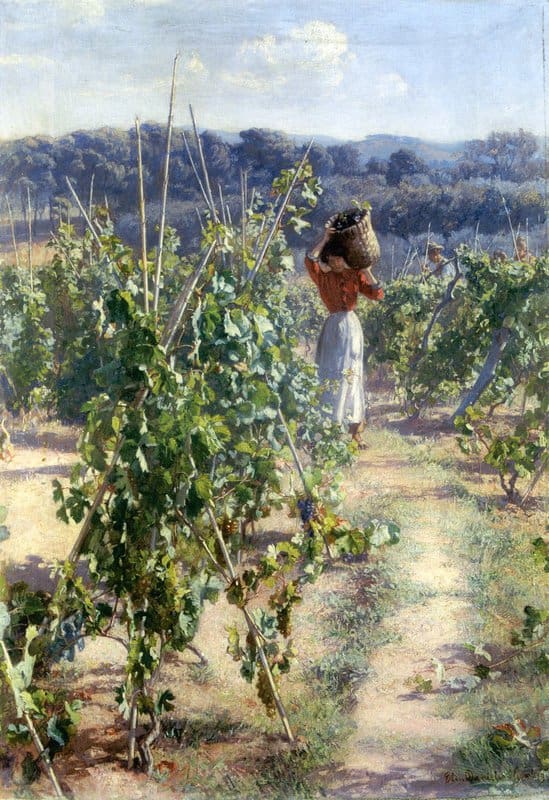 Danielson Gambogi Elin Grape Harvesting canvas print