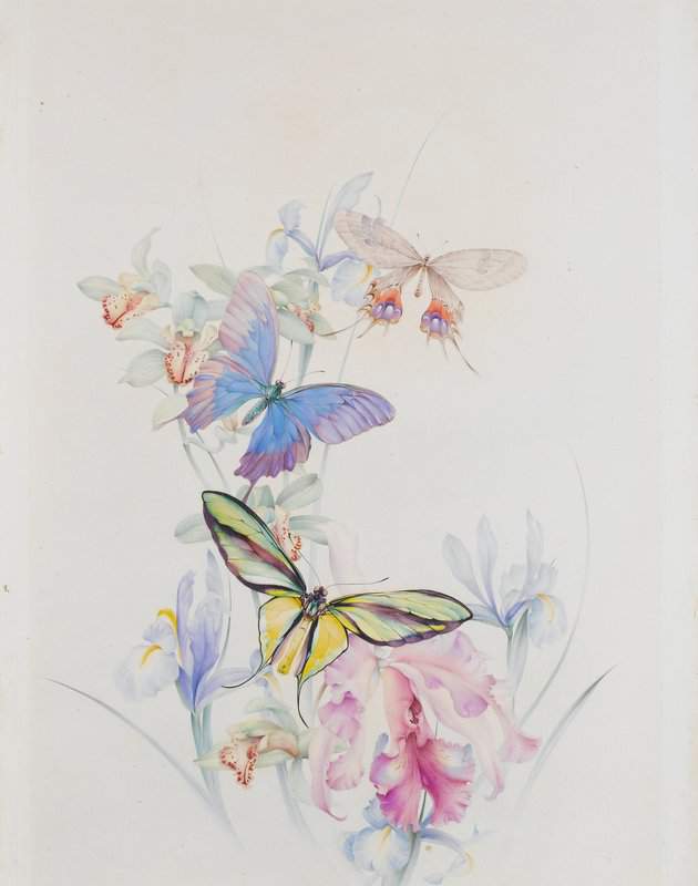 Detmold Edward Julius Three Large Butterflies On Irises And Lilies 1931 canvas print