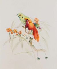 Detmold Edward Julius Tropical Birds On A Branch canvas print