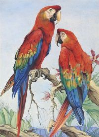 Detmold Edward Julius Two Scarlet Macaws With Orchids And A Butterfly