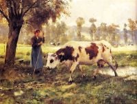 أبقار دوبري جوليان في المرعى