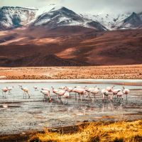 Flamingos On A Body Of Water