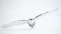 Flying White Owl