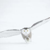 Flying White Owl