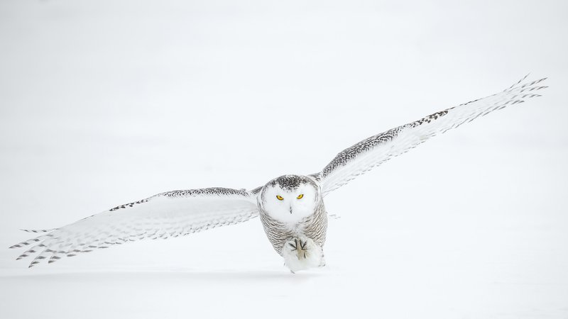 Tableaux sur toile, reproduction de Flying White Owl