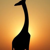 Giraf Silouhette-avond