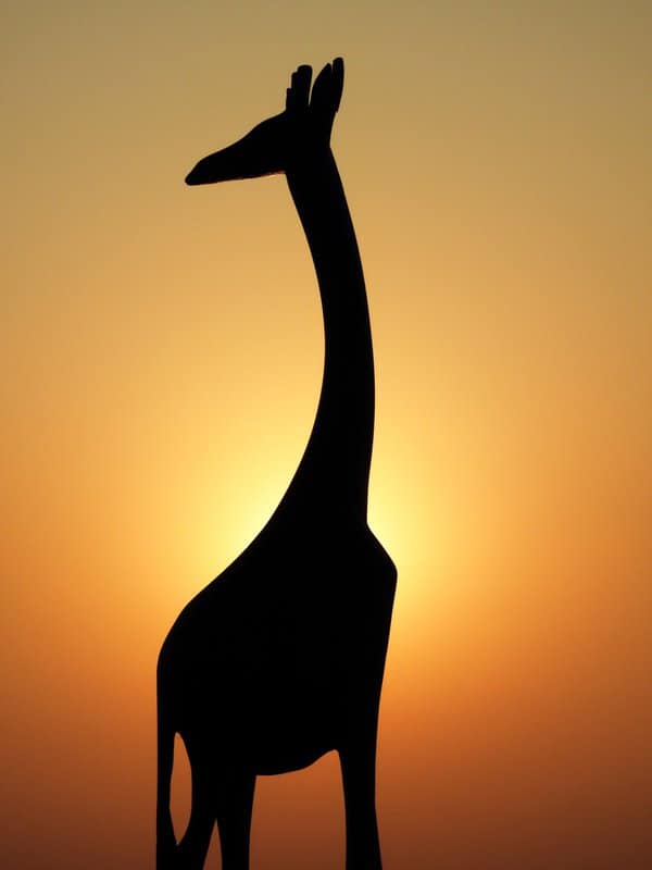 Tableaux sur toile, reproduction de Giraffe Silouhette Evening