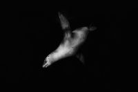 그레이스케일 바다표범