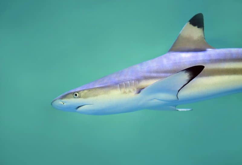 Tableaux sur toile, reproduction de Grey Reef Shark